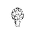 Artichoke sketch style. Hand drawn illustration of eco farm fresh product. Detailed drawing. Herbs vintage style illustration. Royalty Free Stock Photo