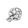 Artichoke sketch style. Hand drawn illustration of eco farm fresh product. Detailed drawing. Herbs vintage style illustration. Royalty Free Stock Photo