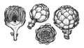 Artichoke sketch. Vegetables set hand drawn in vintage engraving style. Vector illustration Royalty Free Stock Photo