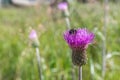 Artichoke Thistle with a bumblebee on a flower meadow, Germany Royalty Free Stock Photo