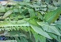 artichoke thistle cardoon Cynara cardunculus