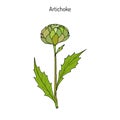 Artichoke thistle. Hand drawn botanical illustration