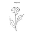 Artichoke thistle. Hand drawn botanical illustration