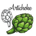 Artichoke vector drawing icon