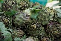 Artichoke vegetable close up, Background of fresh artichokes. Mediterranean vegetable. Maltese vegetable Royalty Free Stock Photo