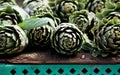 Artichoke vegetable close up, Background of fresh artichokes. Mediterranean vegetable. Maltese vegetable Royalty Free Stock Photo