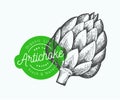 Artichoke vegetable illustration. Hand drawn vector food illustration. Engraved style vegetable. Retro botanical picture