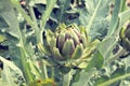 Artichoke (bud) growing on the field Royalty Free Stock Photo