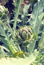 Artichoke (bud) growing on the field Royalty Free Stock Photo