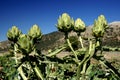 Artichokes Royalty Free Stock Photo