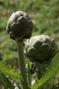 Artichokes Royalty Free Stock Photo