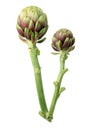 Artichokes Royalty Free Stock Photo