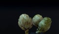 Artichokes on a black background. fresh organic artichoke flower Royalty Free Stock Photo