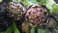 Artichokes on display