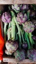 Artichokes exhibited in a box to be marketed in a free fair