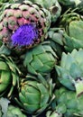 Artichokes & Flower Royalty Free Stock Photo