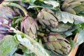 Artichokes fruit vitamine freshness agriculture