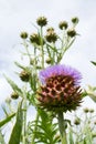 Artichokes in the garden