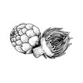 Artichokes group sketch style. Hand drawn illustration of eco farm fresh product. Detailed drawing. Herbs vintage style illustrati