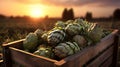 Artichokes harvested in a wooden box in artichoke field with sunset.