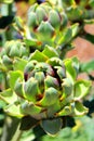 Artichokes Royalty Free Stock Photo