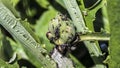 Artichokes parasitized Royalty Free Stock Photo