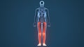 3d illustration of human skeleton leg bones anatomy