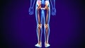 3d illustration of human body lower leg bone anatomy