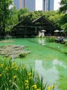 Article Lake at the Jiang An Park at Shanghai City China