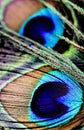 Artictic exotic tropical Peacock Feathers composition, vibrant backdrop.