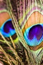 Artictic exotic tropical Peacock Feathers composition, vibrant backdrop.