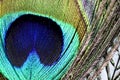 Artictic exotic tropical Peacock Feathers composition, vibrant backdrop.