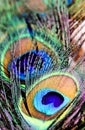 Artictic exotic tropical Peacock Feathers composition, vibrant backdrop.