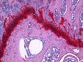 Articular Cartilage of knee joints stained with H&E