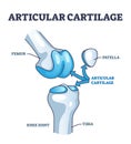 Articular cartilage structure and location in knee joint outline diagram