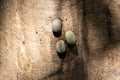 Articulate Nerite snails, Nerita articulata, on a mangrove tree