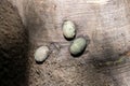 Articulate Nerite snails, Nerita articulata, on a mangrove tree