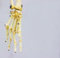 Articulated carpal bones showing human hand anatomy in white background Royalty Free Stock Photo