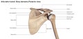 Articulatio humeri_Bony elements Posterior view