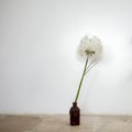 An artificial big dandelion in a vase on a white wall background Royalty Free Stock Photo