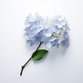 Blue Hydrangea On White: Minimalist Art Inspired By Yoshiyuki Tomino