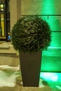 Artificial boxwood ball-shaped topiary tree in pot with outdoors in winter evening Royalty Free Stock Photo