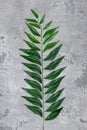 Artificial branch of leaf like real as modern evergreen ecological decoration for interiors