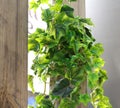 Artificial branches of the leaves hang on a wooden wall. Many leaves on the branches