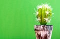 Artificial cactus plant with green background. Royalty Free Stock Photo