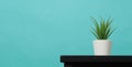 Artificial cactus plants or plastic or fake tree on desk with green and blue or Tiffany Blue background