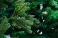 Artificial Christmas fir tree, green branch close-up, background backdrop wallpaper design. Eco-friendly New Year spruce empty