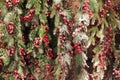 Artificial Christmas tree branches with clusters of red berries, artificial snow Royalty Free Stock Photo