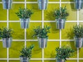 Artificial colourful flower pots hanging on a wall Royalty Free Stock Photo