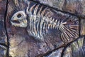 Artificial copy of ancient Fossil fish on stone wall of children`s paleantological museum. Skeleton of predatory aquatic life Royalty Free Stock Photo